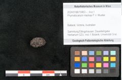 Foto (Objekt + Etikett) von Phymatocaryon mackayi F.V. Mueller (NHMW-GEO-2024-0188-10463)